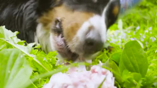 Собака в праздничной кепке ест кость — стоковое видео