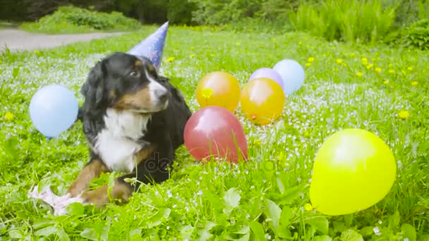 A dog in festive cap eating a bone — Stock Video