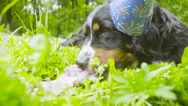 Un perro con gorra festiva comiendo un hueso — Vídeo de stock