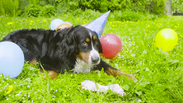 En hund i festlig cap äta ett ben — Stockvideo