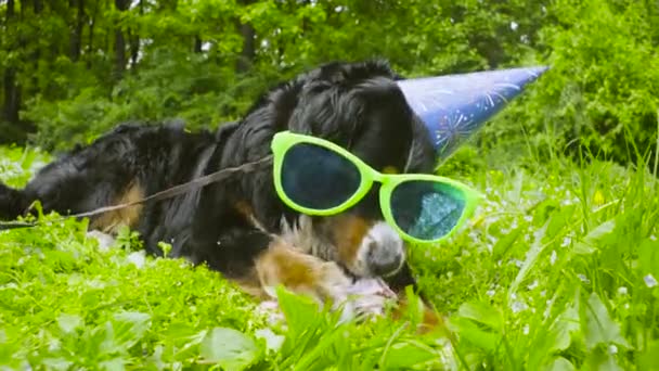 Un perro con gorra festiva comiendo un hueso — Vídeos de Stock