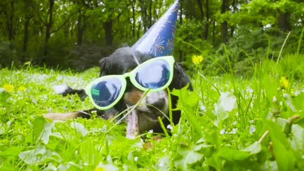 Un perro con gorra festiva comiendo un hueso — Vídeo de stock