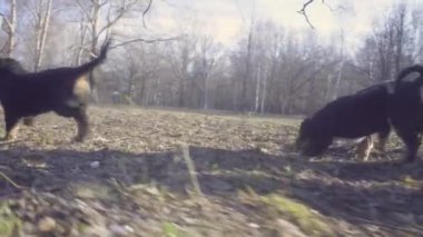 Kadın ve bernese çoban köpeği yavru Park