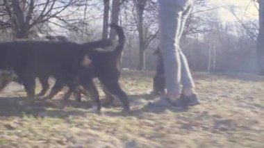 Kadın ve bernese çoban köpekleri bahar Parkı