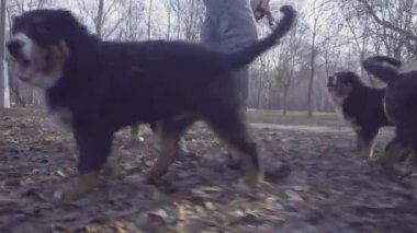 Kadın ve bernese çoban köpeği yavru Park