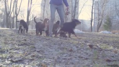 Kadın ve bernese çoban köpekleri bahar Parkı