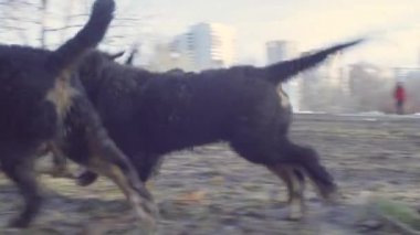 Parkta çalıştıran bernese çoban köpeği yavruları