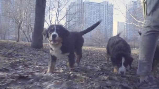 Woman and bernese shepherd dog puppies in park — Stock Video