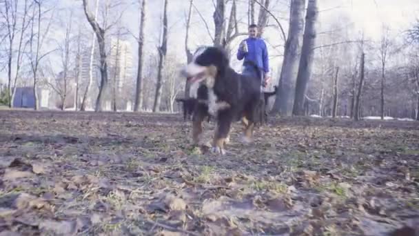 Frau und Berner Schäferhundewelpen im Park — Stockvideo