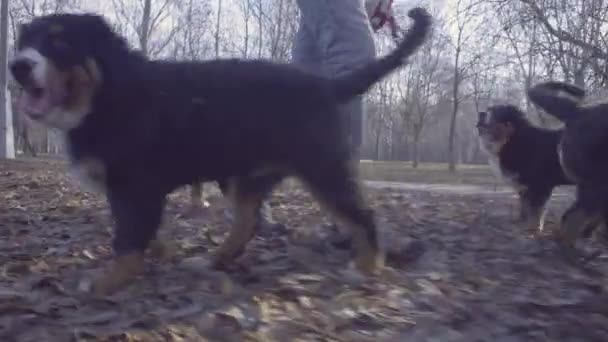 公園で女性とベルン ・ シェパード ・ ドッグの子犬 — ストック動画