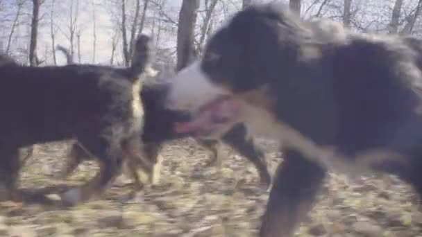 Mujer y perro pastor bernés cachorros en el parque — Vídeos de Stock