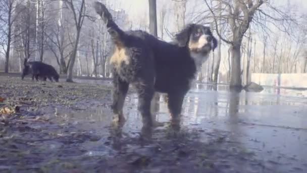 Chiots bernois chiens de berger buvant dans la flaque — Video