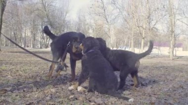 Bernese çoban köpeği yavru rotveler Toplantı