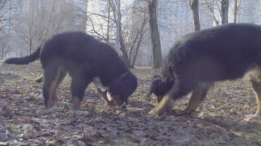 Bernese çoban köpeği yavru bir sopa ile oynamak