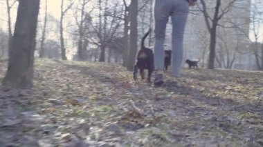 Kadın ve bernese çoban köpekleri yavru Park