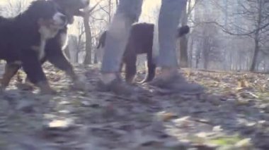 Kadın ve bernese çoban köpekleri yavru Park