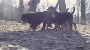 Kadın ve bernese çoban köpekleri yavru Park