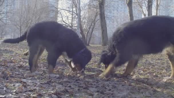 Bernese shepherd dog puppies playing with a stick — Stock Video