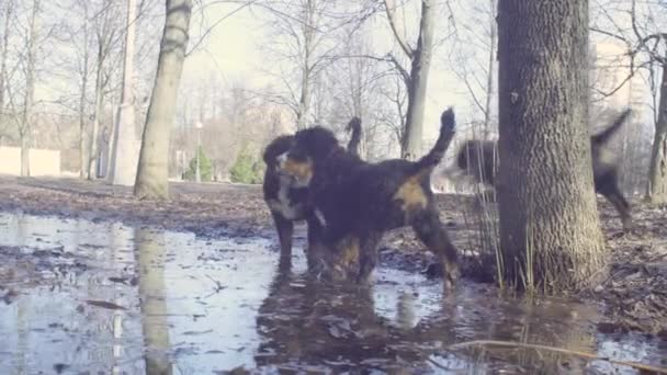 Chiots bernois chiens de berger buvant dans la flaque — Video