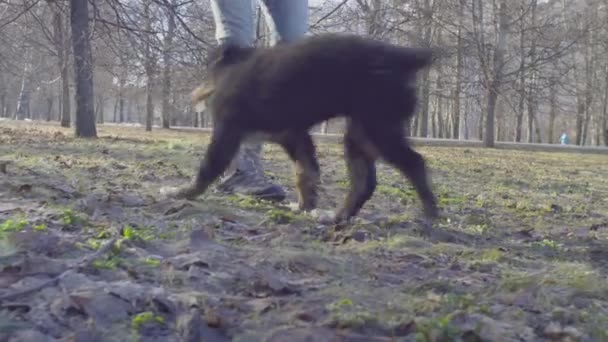 Cuccioli di cane pastore bernese che corrono nel parco — Video Stock