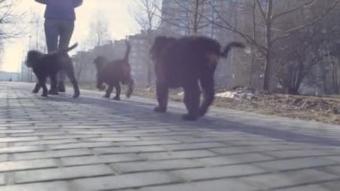Bernese çoban köpeği yavru bir köpek Toplantı.
