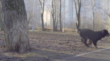 Parkta çalıştıran bernese çoban köpeği yavruları