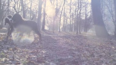 Bernese çoban köpeği yavru bir sopa ile oynamak