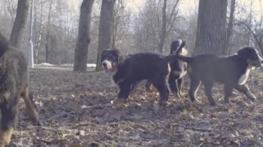Bernese çoban köpeği yavru bir sopa ile oynamak