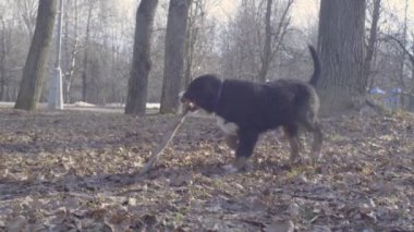 Bir sopa ile oynarken bernese çoban köpeği köpek yavrusu