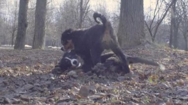 Bernese çoban köpeği yavru birlikte oynama