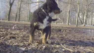Bernese çoban köpeği yavru parkta yürüyüş
