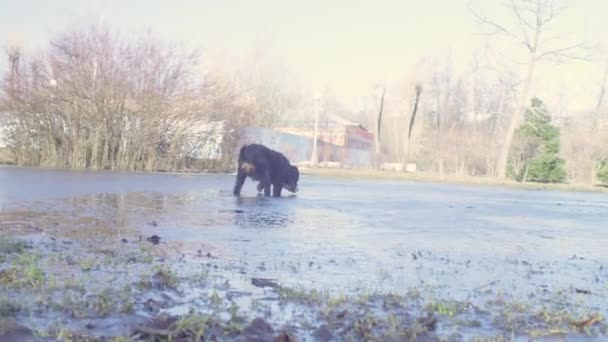 Bernese 牧羊犬小狗从水坑里喝水 — 图库视频影像