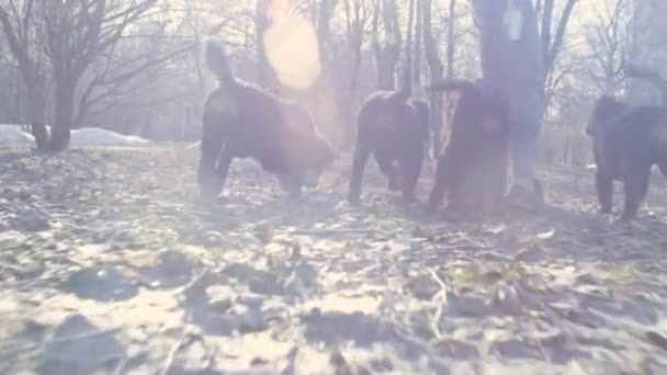 Chiots de berger de femme et bernese dans le parc — Video