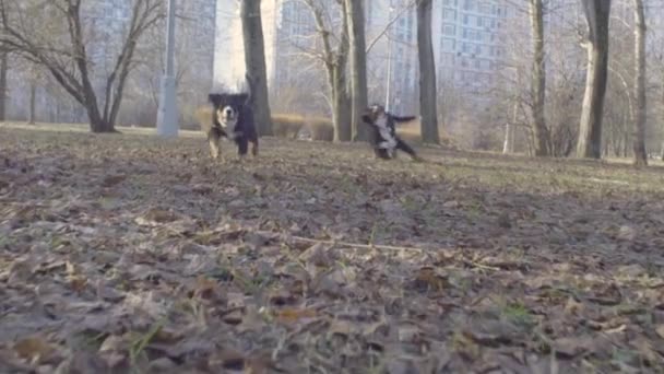 Bernese shepherd dog running in the park — Stock Video