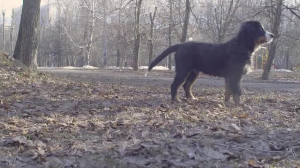 Štěňata Bernský pastevecký pes hraje s holí — Stock video