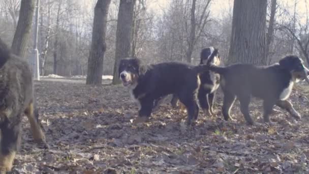 Bernese çoban köpeği yavru bir sopa ile oynamak — Stok video