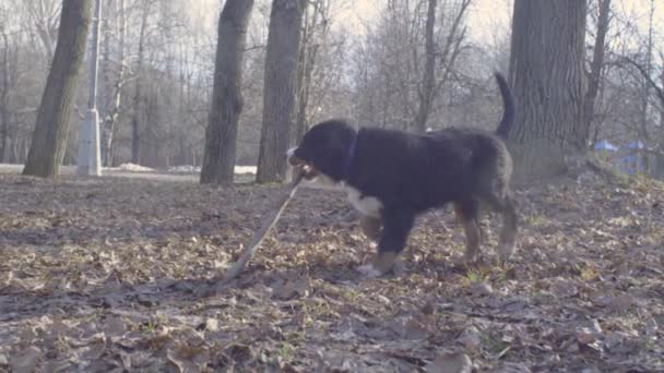 Бернский щенок-пастух играет с палкой — стоковое видео