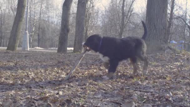 Bernese herdehund valp leker med en pinne — Stockvideo