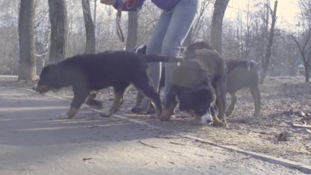 Mulher e pastor bernês cachorros cão no parque — Vídeo de Stock