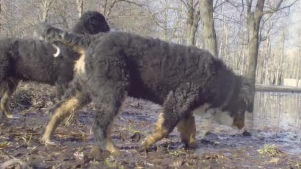 Bernese vallhund valpar promenader i parken — Stockvideo