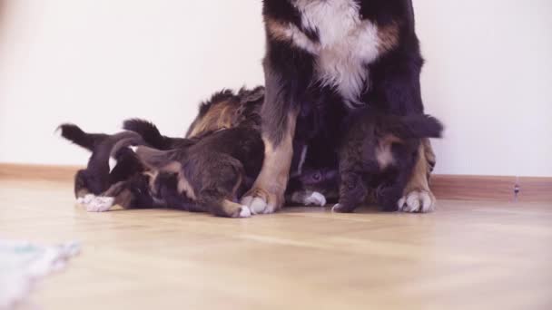 Bernese 牧羊犬母狗喂养小狗 — 图库视频影像
