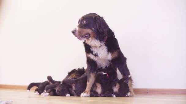 Bernese 牧羊犬母狗喂养小狗 — 图库视频影像