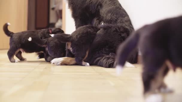 Berner herdershonden moeder teef pups voeden — Stockvideo