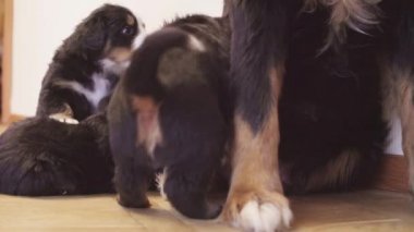 Bernese sheepdogs anne kaltak besleme kukla