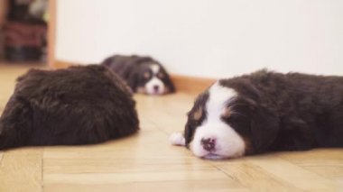 Uyurken komik bernese sheepdogs kukla