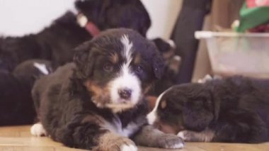 Bernese sheepdogs köpek ve köpek bir yerde yatarken
