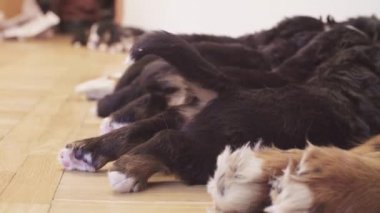 Bernese sheepdogs anne kaltak besleme kukla