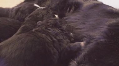 Bernese sheepdogs anne kaltak besleme kukla