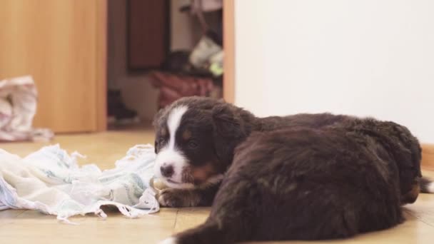 Berneńskie psy pasterskie szczeniak gryzie i odtwarzanie obuwia — Wideo stockowe