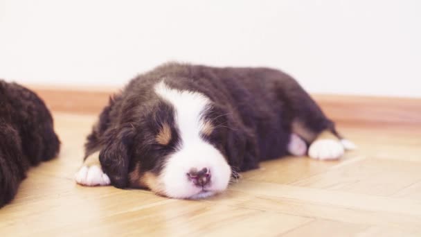 Filhotes engraçados de cães pastores berneses dormindo — Vídeo de Stock